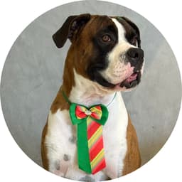 Biggie, o Boxer que deu nome à plataforma